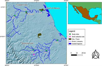 Oxidative stress in Physella acuta: An integrative response of exposure to water from two rivers of Atlantic Mexican slope